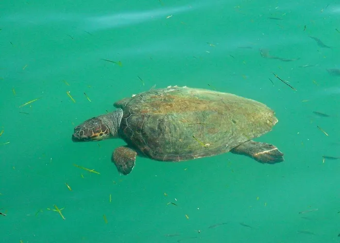 Superb With Private Pool Peaceful Location 萨米